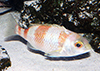 タマガシラ